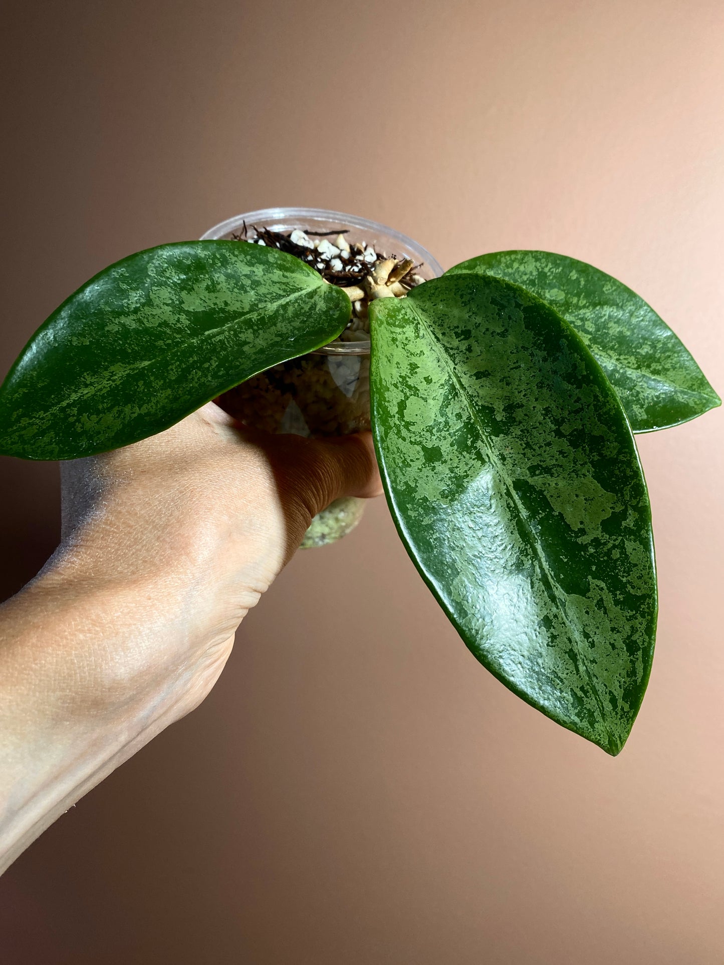 Hoya Rime Splash