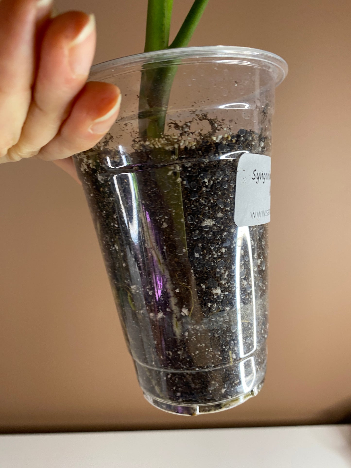 Syngonium Pink Splash Allusion