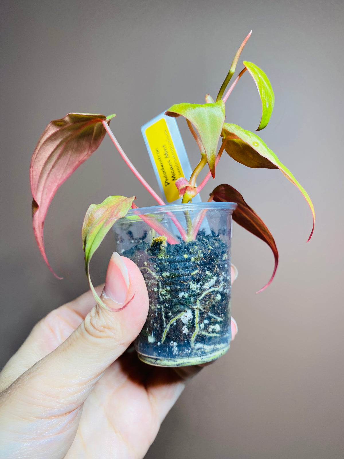 Philodendron Micans Mint Variegated