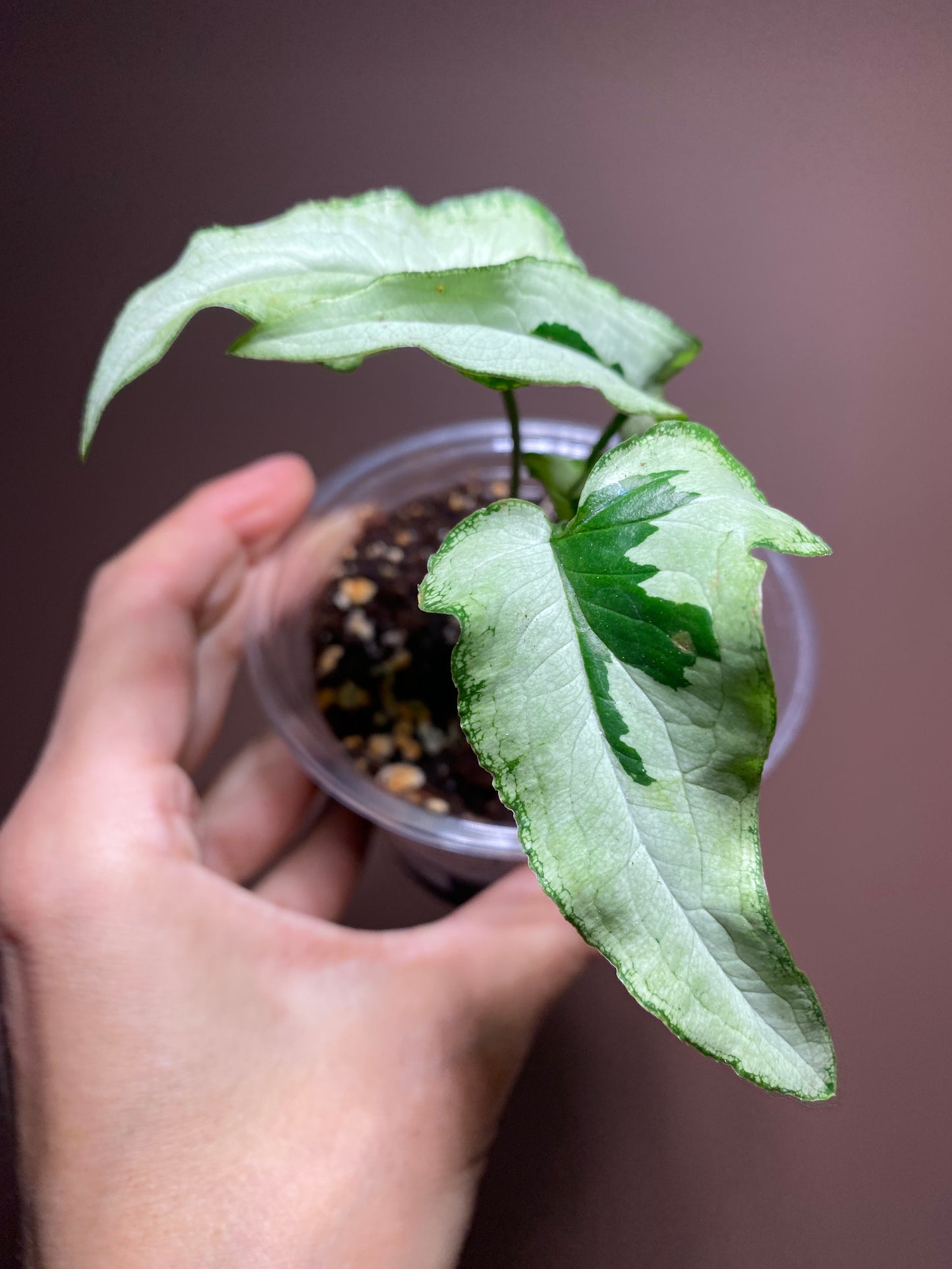 Syngonium Majesty