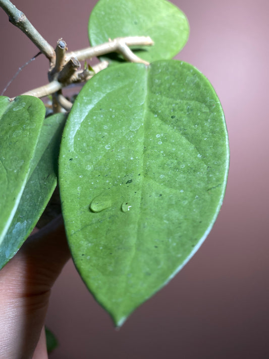 Hoya Silver Dollar