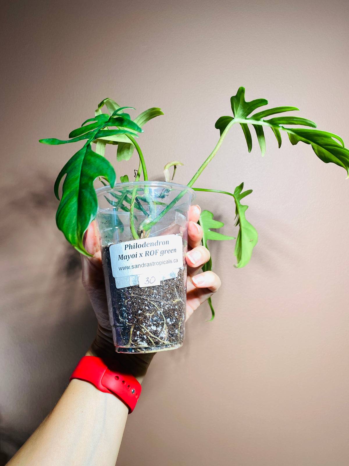 Philodendron Mayoi x ROF green