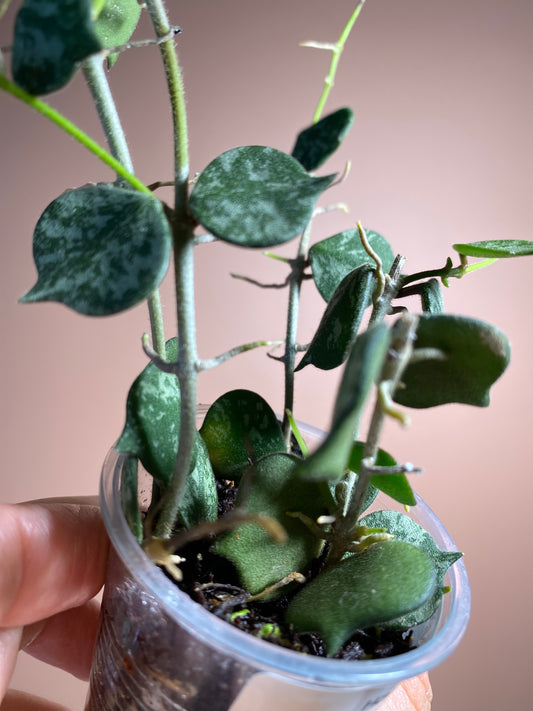Hoya Curtisii