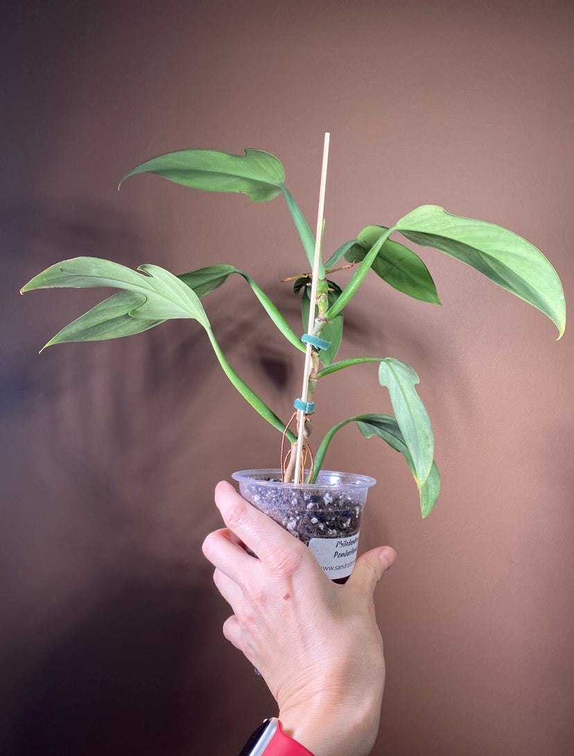 Philodendron Panduriforme