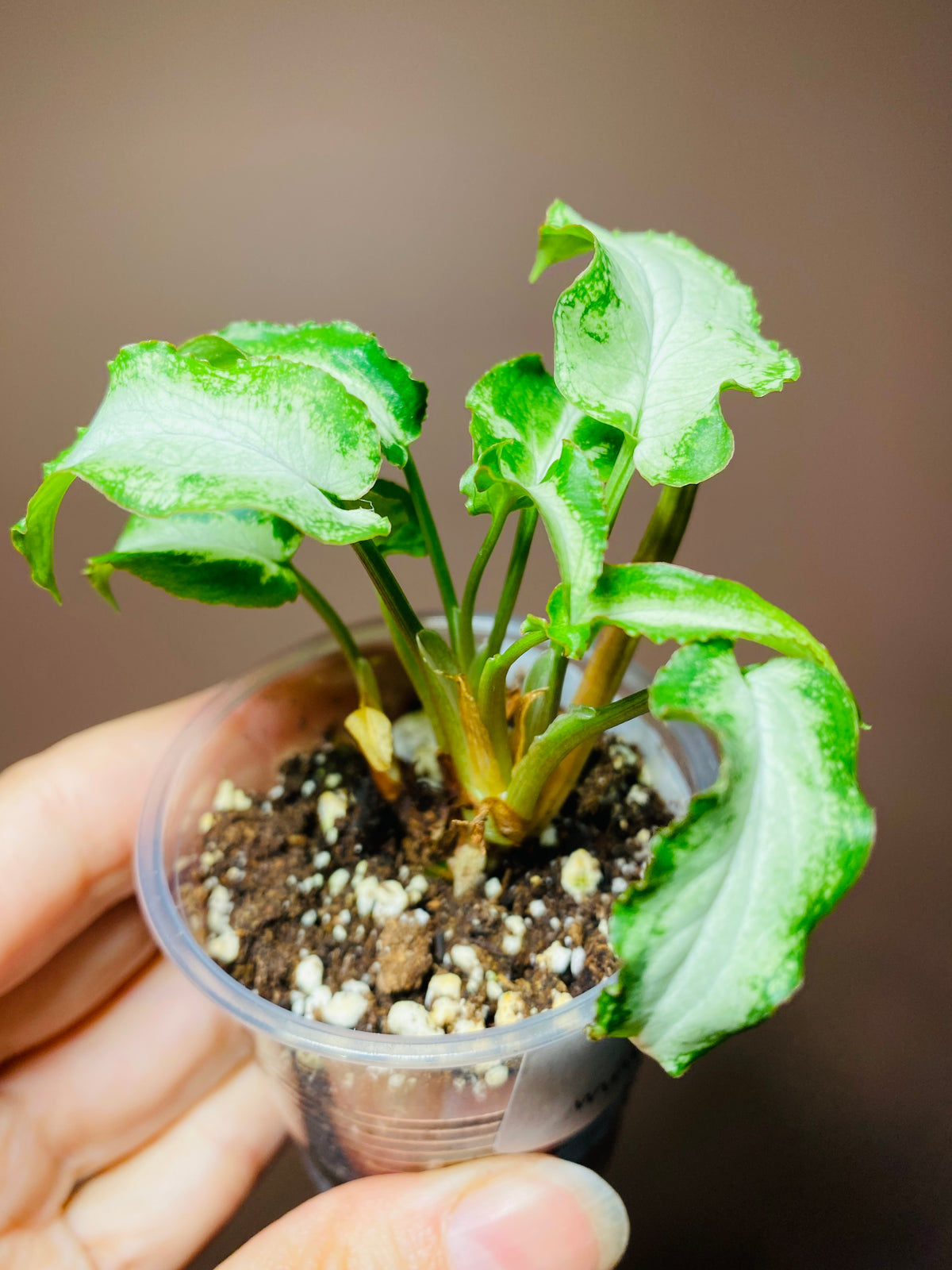 Syngonium Fairy Wings
