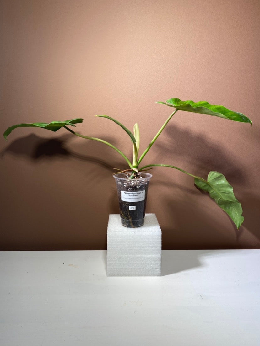 Philodendron Mayoi X Jose Buono