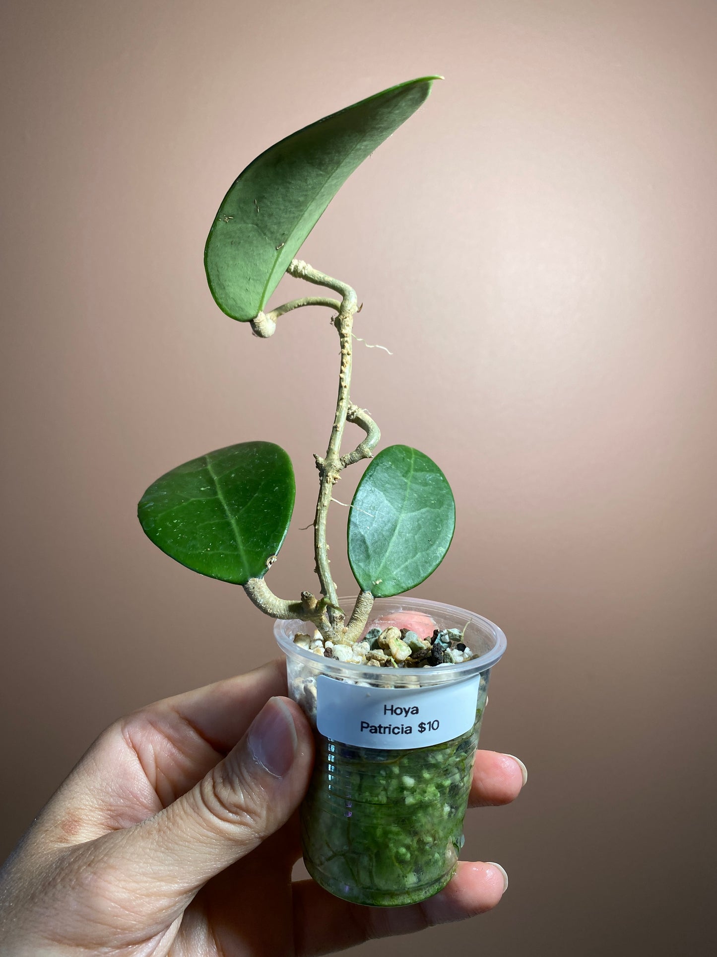 Hoya Patricia