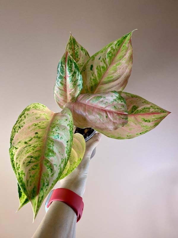Aglaonema Light Of Diamond