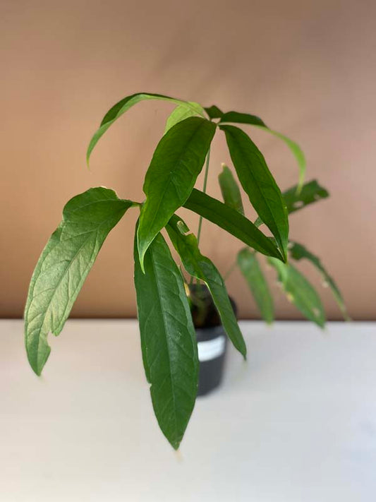 Anthurium Polydactylum