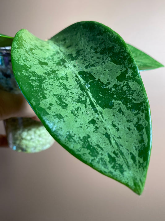 Hoya Rime Splash
