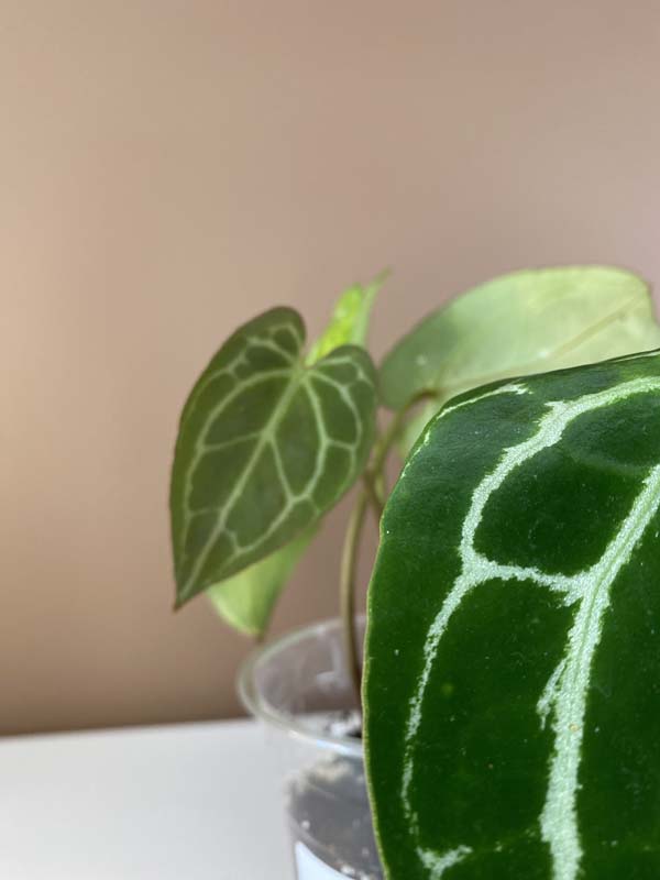 Anthurium Crystallinum