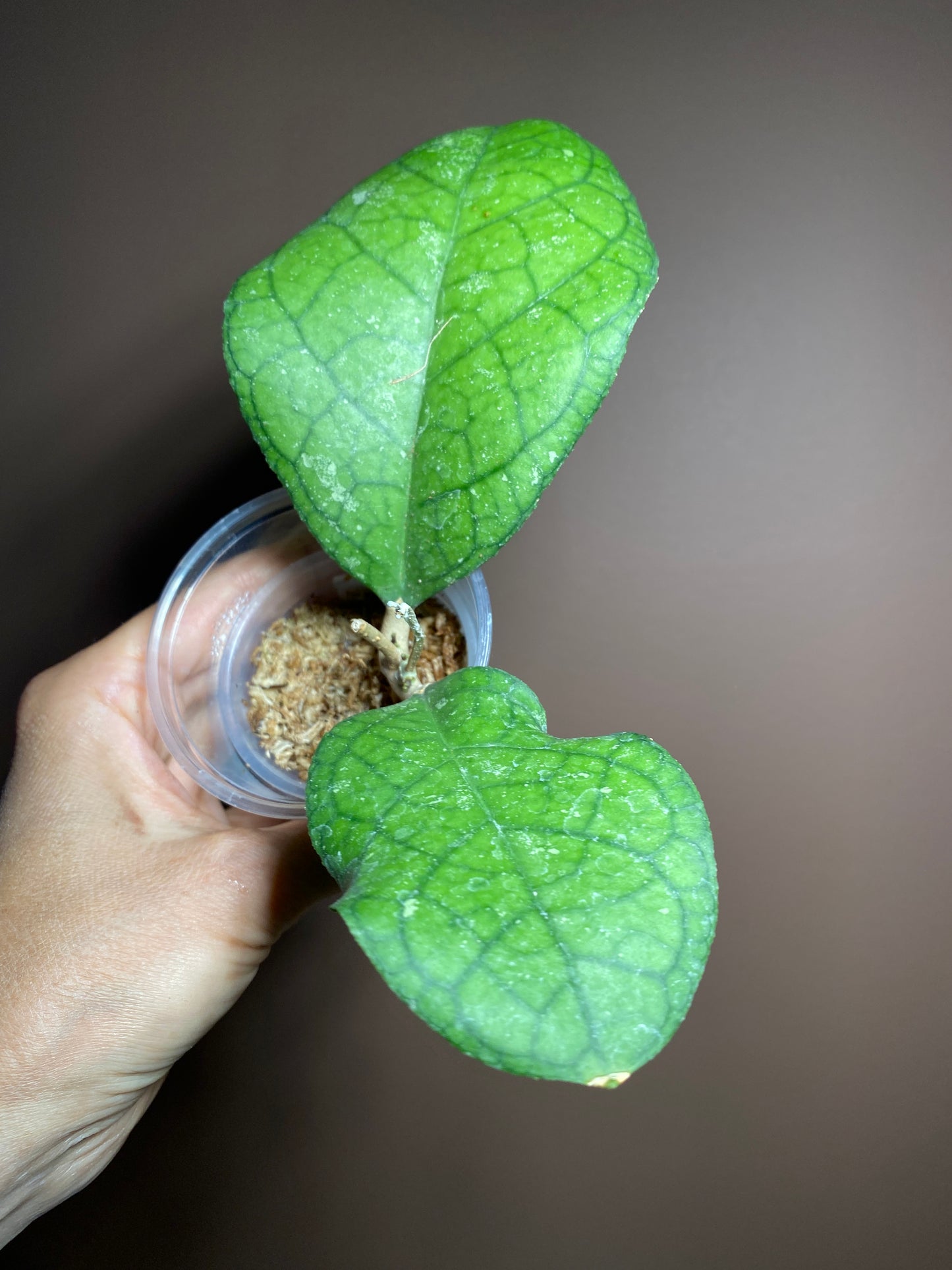 Hoya Tanggamus Round leaf