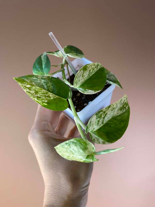 Epipremnum Pinnatum Marble King