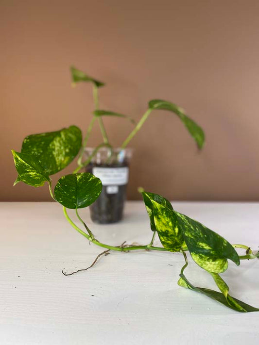 Epipremnum Pinnatum Yellow Sunrise