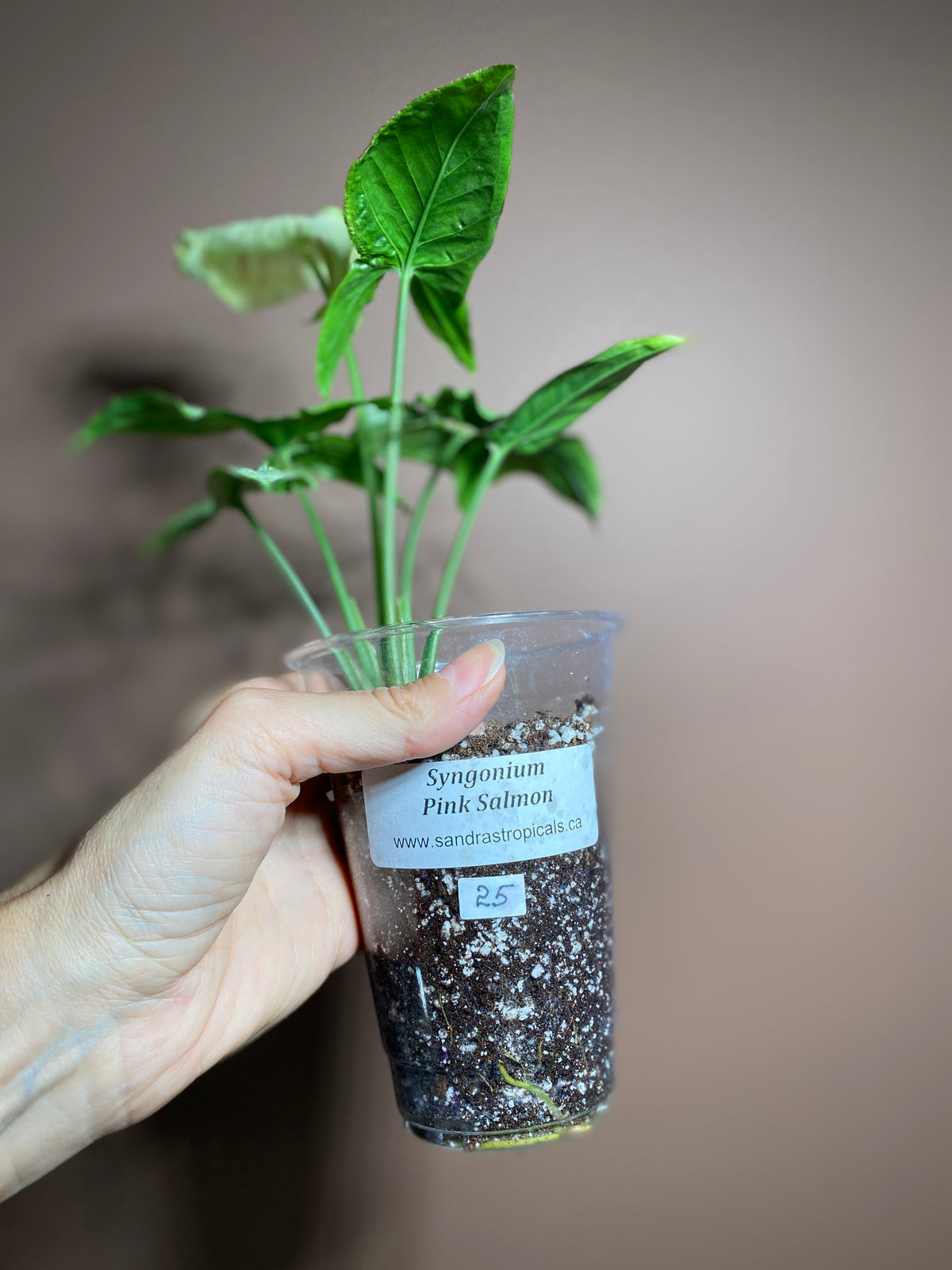 Syngonium Pink Salmon