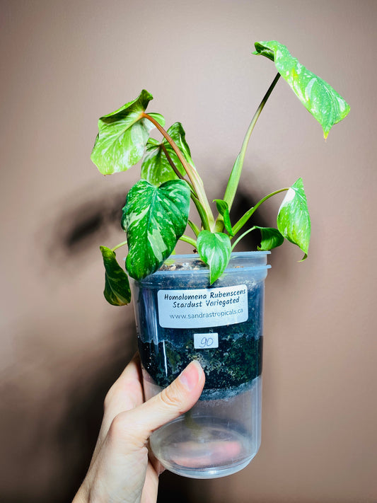 Homalomena Rubescens Stardust Variegated