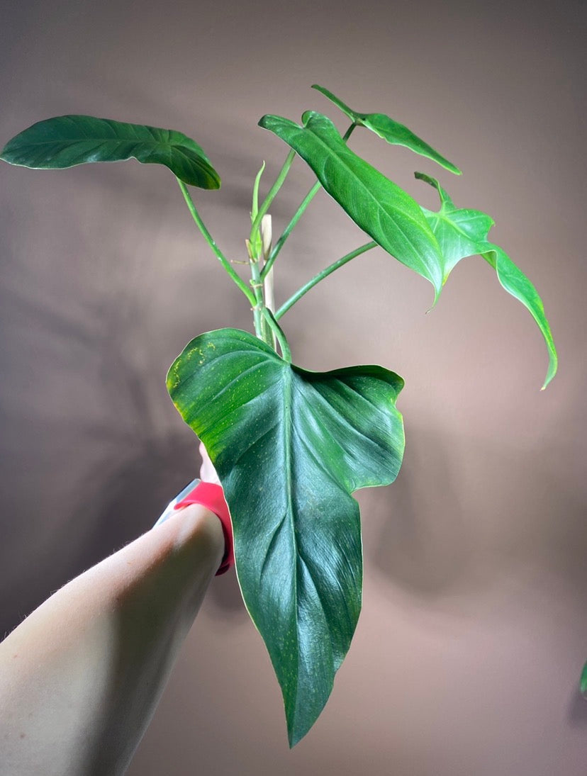 Philodendron Glaucous