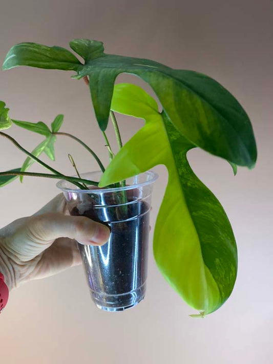 Philodendron Florida Beauty