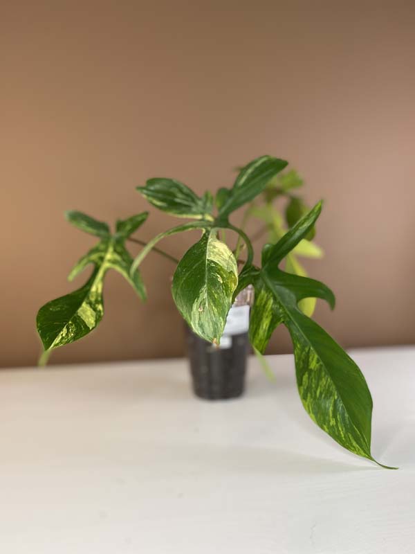 Philodendron Florida Beauty