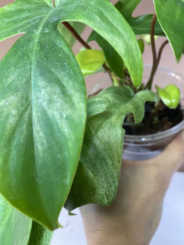 Philodendron Florida Ghost Mint