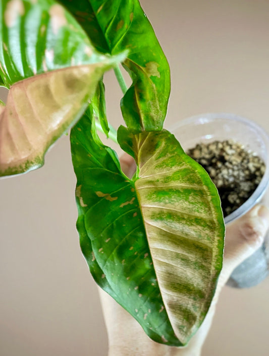 Syngonium Pink Splash Allusion