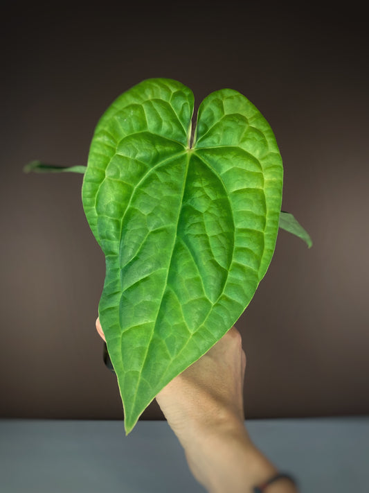 Anthurium Magnificum X Luxurians