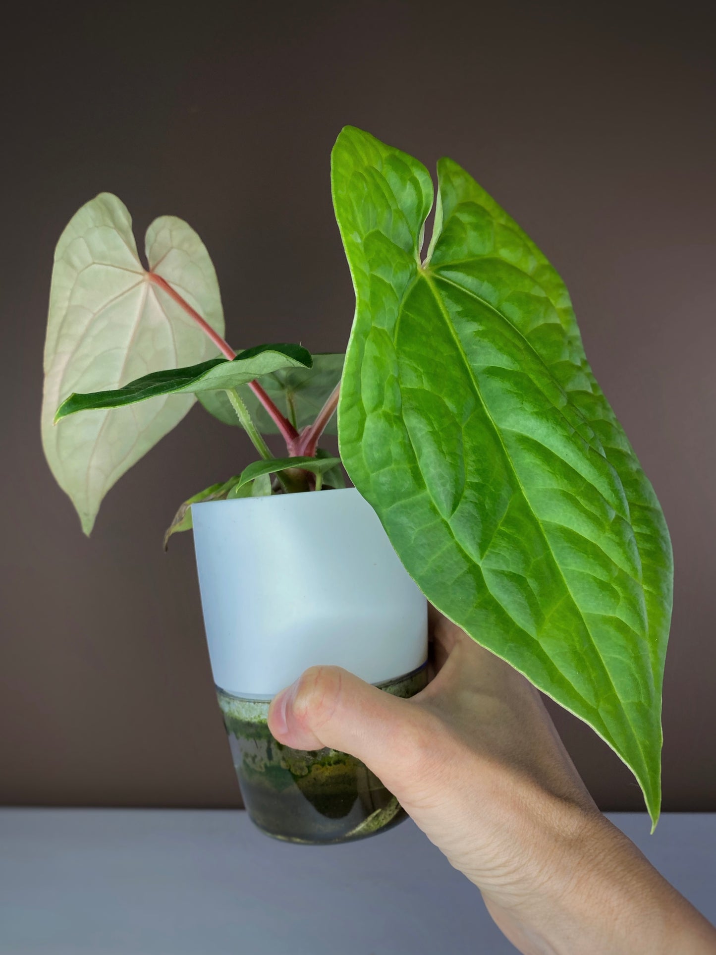 Anthurium Magnificum X Luxurians