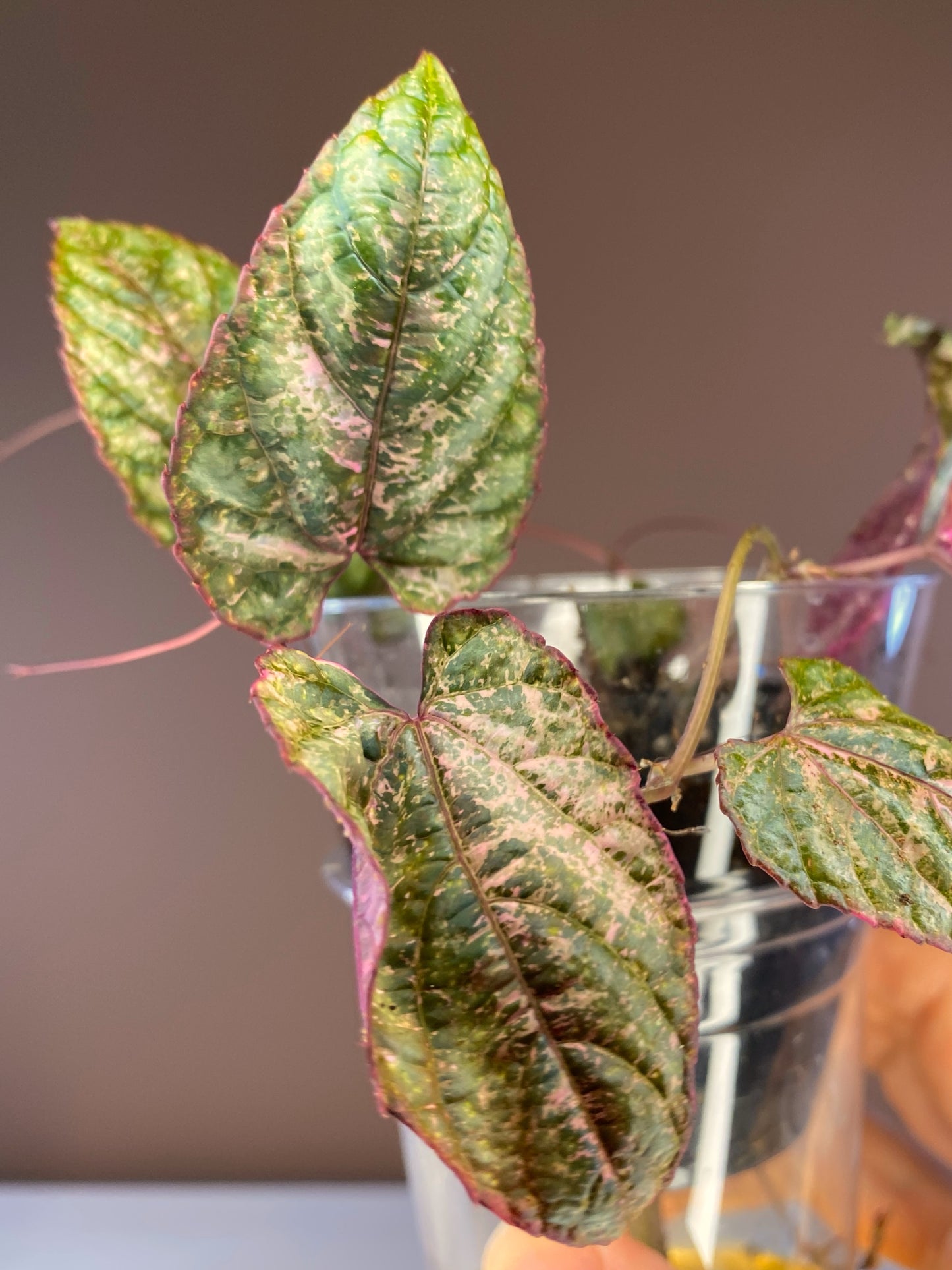 Cissus Discolor Blume Pink Variegated