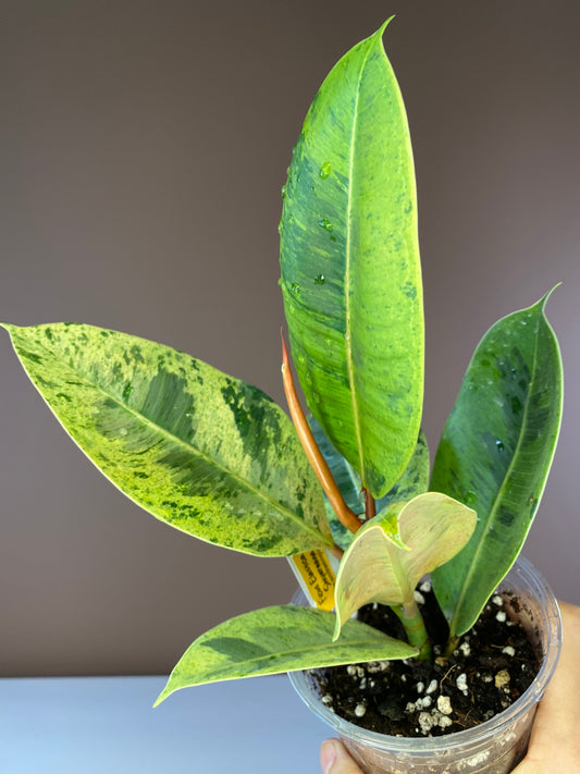 Ficus Elastica Shiveriana
