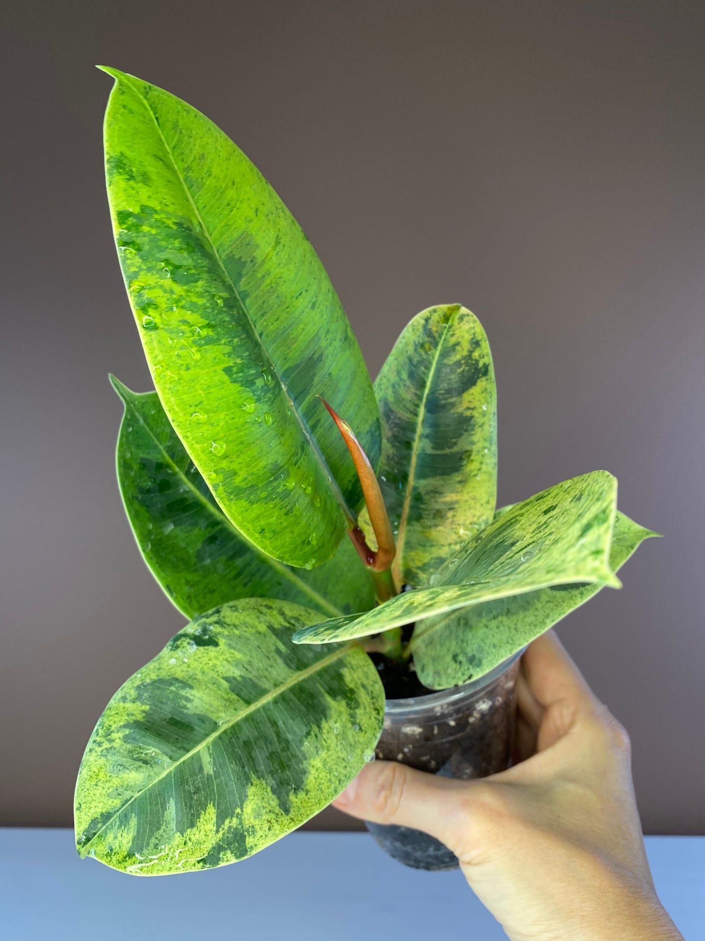Ficus Elastica Shiveriana