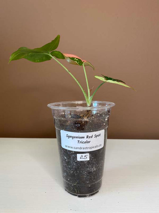 Syngonium Red Spot Tricolor