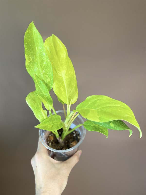 Philodendron Thai Sunrise Galaxy