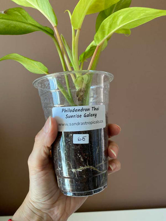 Philodendron Thai Sunrise Galaxy
