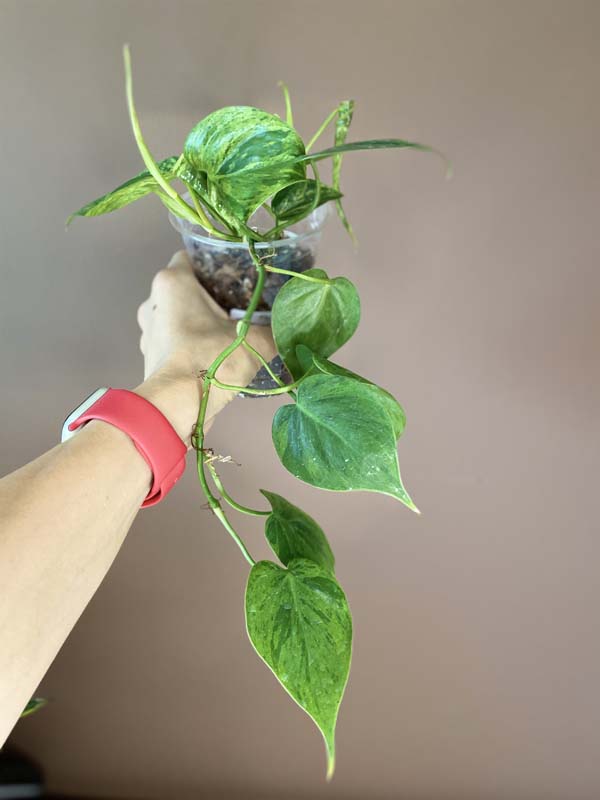 Philodendron Hederaceum Heartleaf Variegated