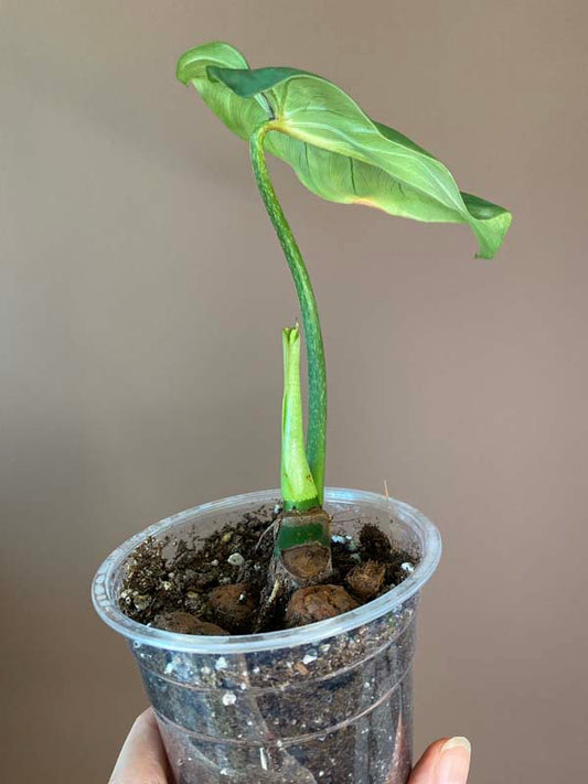 Philodendron Gloriosum