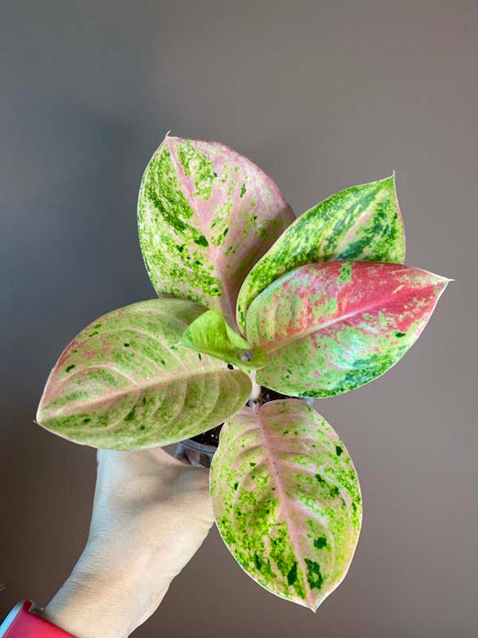 Aglaonema Pink Emerald