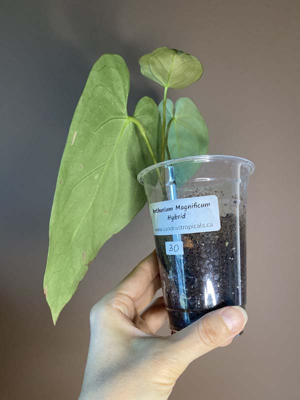 Anthurium Magnificum Hybrid