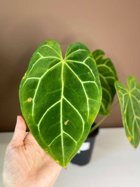 Anthurium Crystallinum Dragon Flame