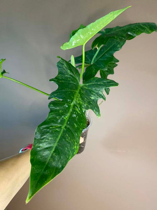 Philodendron Lime Fiddle