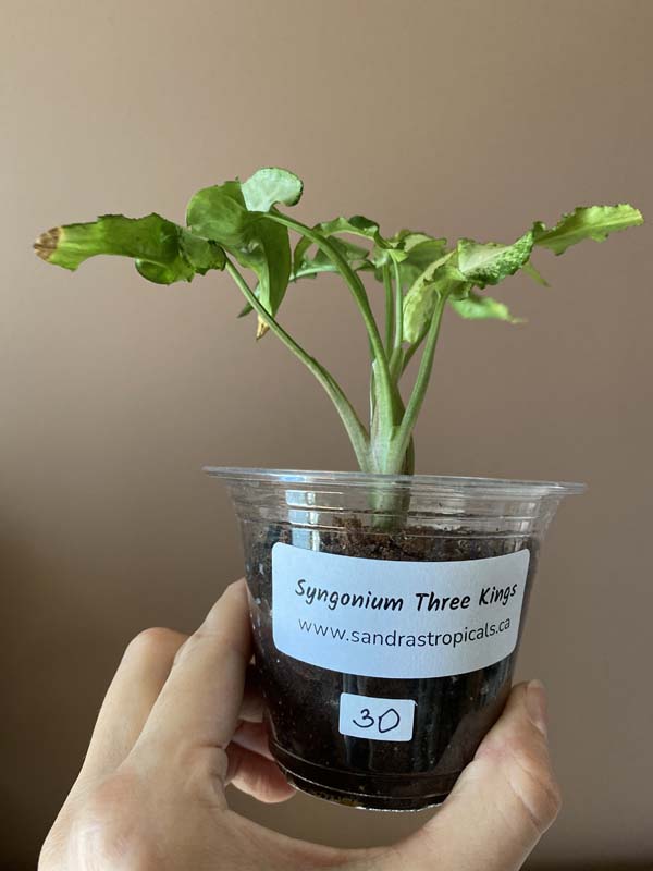 Syngonium Three Kings