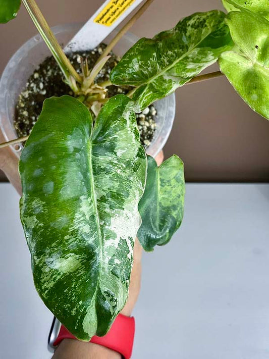 Philodendron Burle Marx Snow White