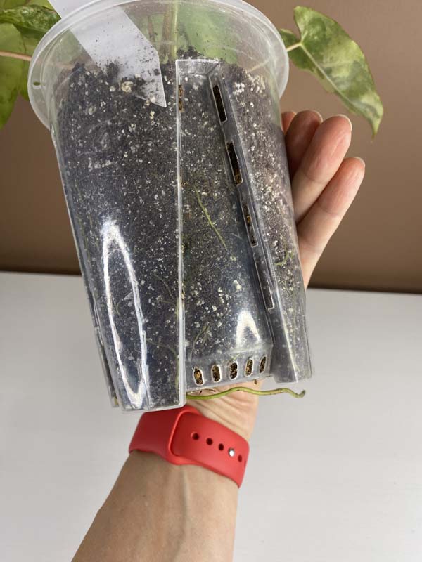 Philodendron Burle Marx Snow White