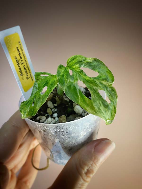 Monstera Adansonii Frozen Freckles