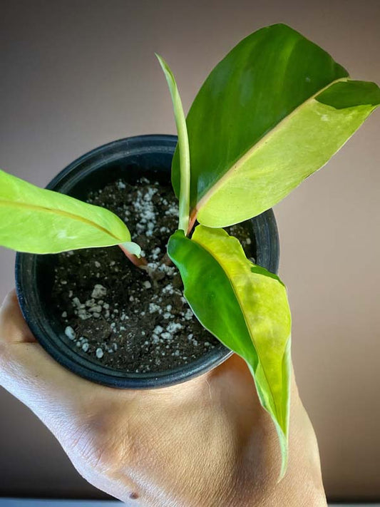 Philodendron Thai Sunrise