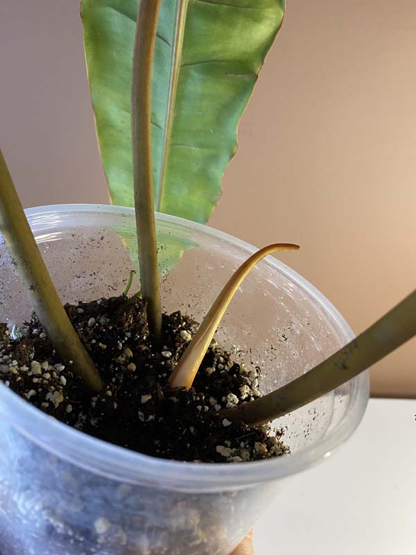 Philodendron Billietae