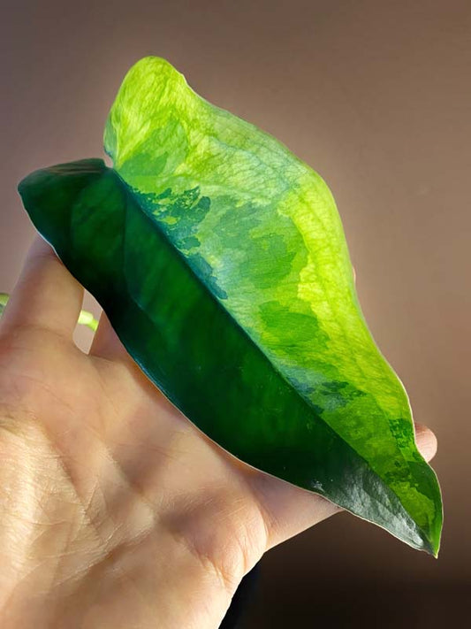 Syngonium Chiapense Variegated