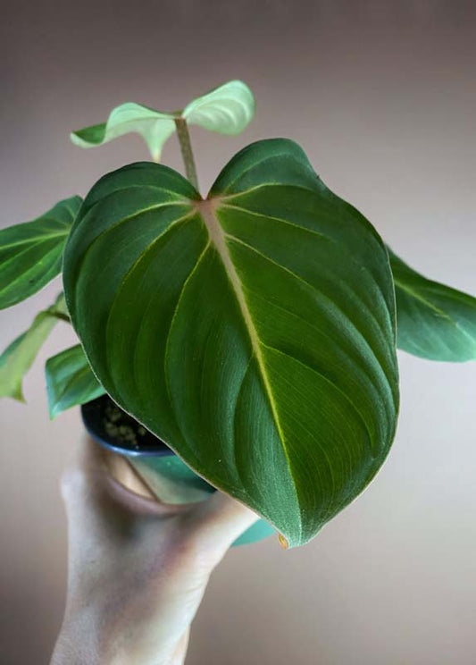 Philodendron Gloriosum