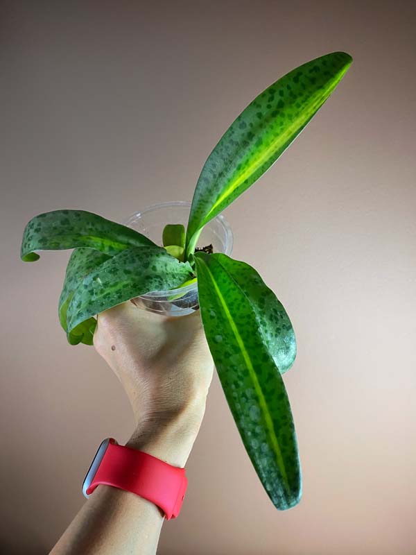 Drimiopsis Kirkii Variegated