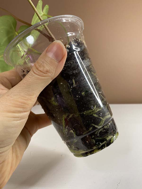 Anthurium Magnificum Hybrid Norte Large