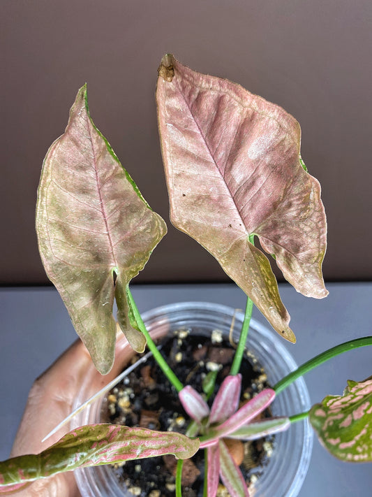 Syngonium Mosaic (Rare)